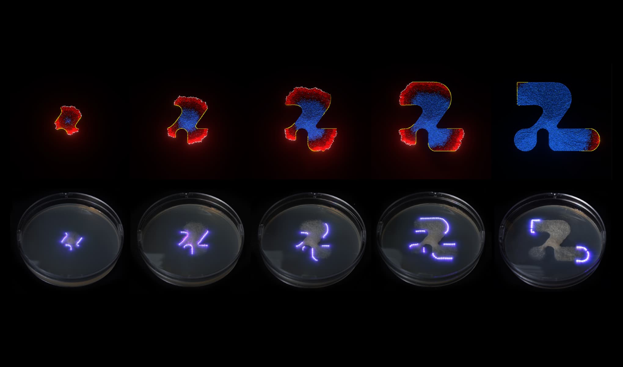 Fungal morphology simulation and dynamic light containment pipeline.