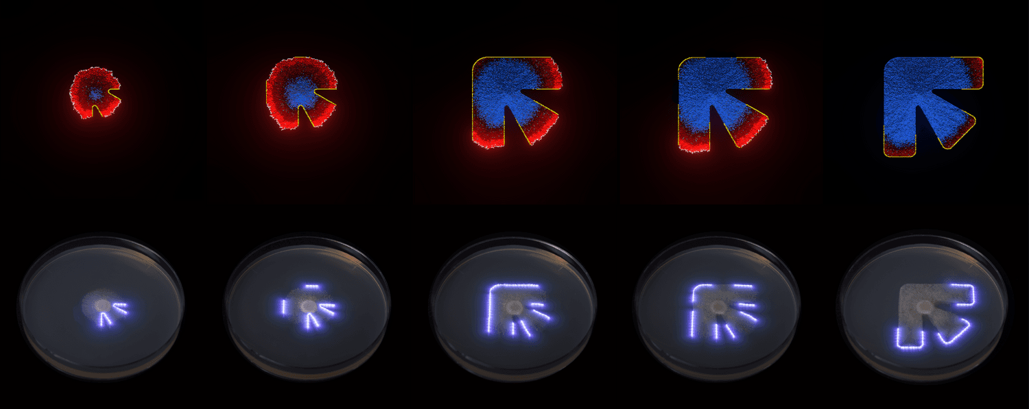 Fungal morphology simulation and dynamic light containment pipeline.